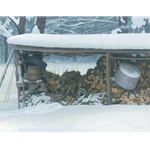 Woodshed in Winter - Ermine  by Robert Bateman