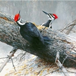 Woodworkers - Pileated Woodpeckers by Robert Bateman