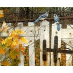 Talk on the Old Fence - Blue jays by wildlife artist Carl Brenders