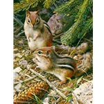 Under the Pine Trees - Chipmunks by wildlife artist Carl Brenders