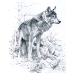 Wolf Study by wildlife portrait artist Carl Brenders