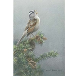 White-crowned Sparrow in Douglas Fir by Robert Bateman