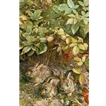 A Young Generation - Three Cottontail Rabbits by wildlife artist Carl Brenders
