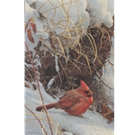 Winter Cardinal by Robert Bateman