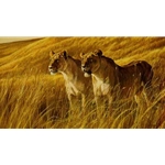African Amber - Lioness by Robert Bateman