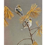 American Goldfinch - Winter Dress by Robert Bateman