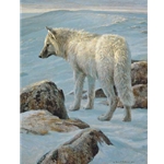 Arctic Evening - White Wolf by Robert Bateman