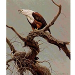 African Fish Eagle by Robert Bateman