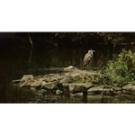 Heron on the Rocks by Robert Bateman