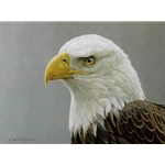 Bald Eagle Portrait by Robert Bateman