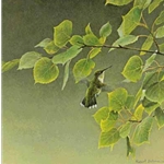 Hummingbird Pair Diptych (female) by Robert Bateman