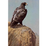 Black Eagle by Robert Bateman