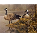 Canada Geese Nesting by Robert Bateman