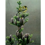 Cape May Warbler and Balsam by Robert Bateman
