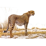 Cheetah Profile by Robert Bateman