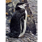Chinstrap Penguin by Robert Bateman