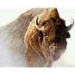 Chief - American Bison by Robert Bateman