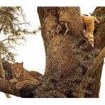 Leopard and Thomson Gazelle Kill by Robert Bateman