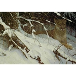 Cougar in the Snow by Robert Bateman