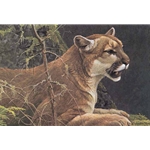 Cougar Portrait by Robert Bateman