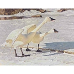 Courting Pair - Whistling Swans by Robert Bateman