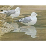 Entering the Water - Common Gulls by Robert Bateman