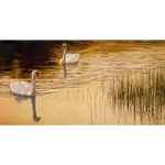 Evening Idyll - Mute Swans by Robert Bateman