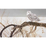 Fallen Willow - Snowy Owl by Robert Bateman
