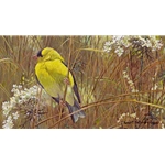 Goldfinch in the Meadow by Robert Bateman