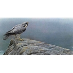 Ready for Flight - Peregrine Falcon by Robert Bateman