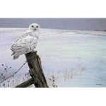 Ready for the Hunt - Snowy Owl by Robert Bateman