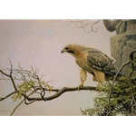 Red-tailed Hawk by the Cliff by Robert Bateman
