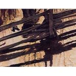 Red-winged Blackbird and Rail Fence by Robert Bateman