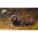 A Resting Place Cape Buffalo by Robert Bateman