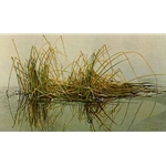 Reeds by Robert Bateman