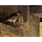 Robins at the Nest by Robert Bateman