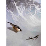 Peregrine Falcon and White-Throated Swifts by Robert Bateman