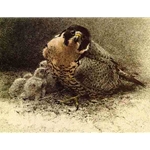 Peregrine and Young by Robert Bateman