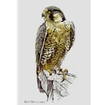 Peregrine Falcon by Robert Bateman