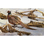 Pheasant in Cornfield by Robert Bateman
