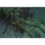 Shadow of the Rainforest by Robert Bateman