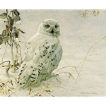 Snowy Owl and Milkweed by Robert Bateman