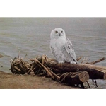 Snowy Owl On Driftwood by Robert Bateman