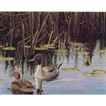 Spring Marsh - Pintail Pair by Robert Bateman