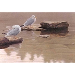Still Morning - Herring Gulls by Robert Bateman