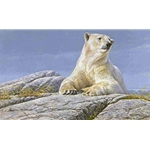 Summertime - Polar Bear by Robert Bateman