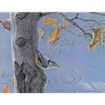 White-breasted Nuthatches on a Beech Tree by Robert Bateman