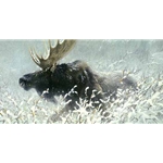Winter Run - Bull Moose by Robert Bateman