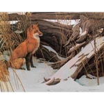 Wily and Wary - Red Fox by Robert Bateman
