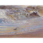 Willet on the Shore by Robert Bateman